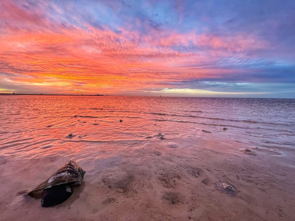 Museum to host shell, mollusk stroll